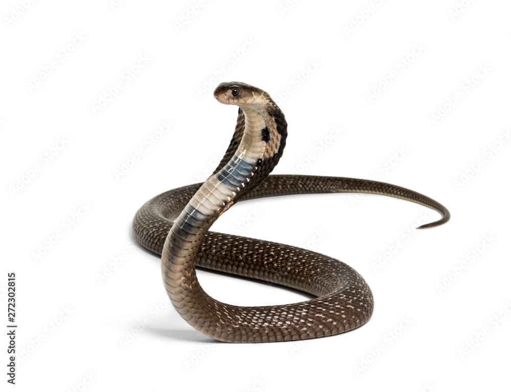 King cobra, Ophiophagus hannah, venomous snake against white - obrazy, fototapety, plakaty 