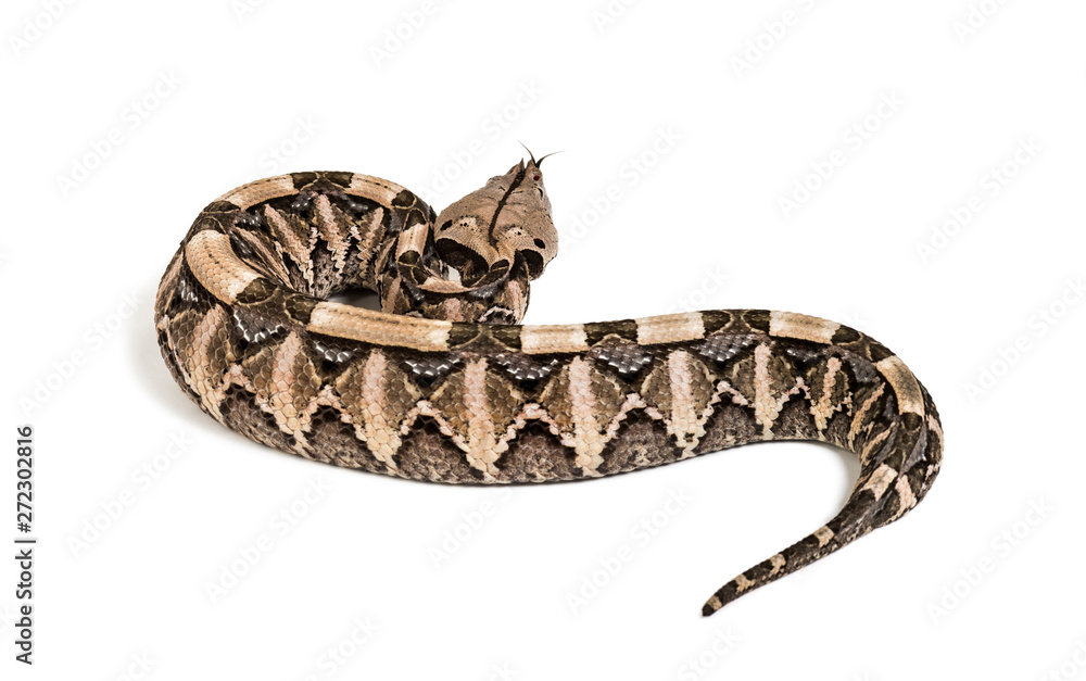 Bitis gabonica, Gaboon viper , Bitis gabonica, is a viper specie Bitis gabonica, Gaboon viper , Bitis gabonica, is a viper specie