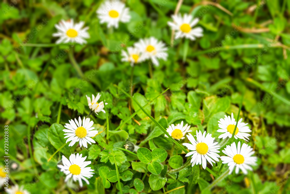 Fototapeta premium White Daises on a meadow during spring with defocused bacground