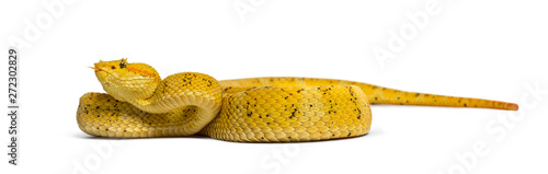 Eyelash viper, pit viper in front of white photo