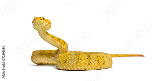 Eyelash viper, pit viper in...