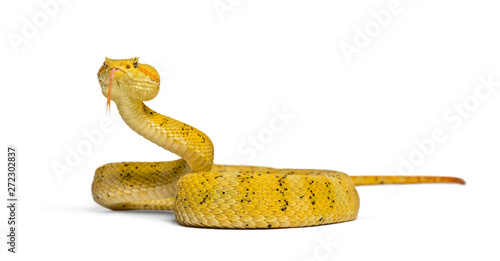 Eyelash viper, pit viper in front of white photo