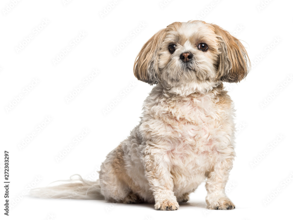 Mixed-breed dog sitting against white background Mixed-breed dog sitting against white background