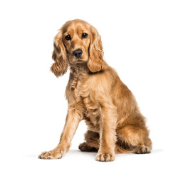 Cocker spaniel sitting against white background