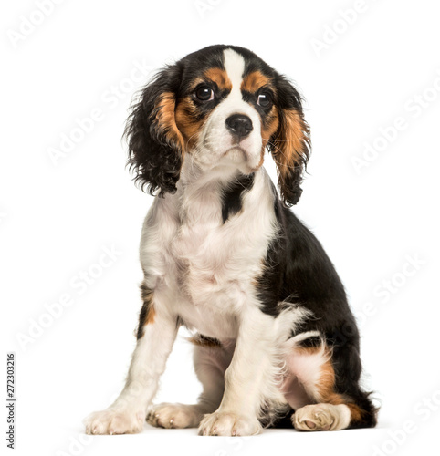 Young Cavalier King Charles dog sitting against white background