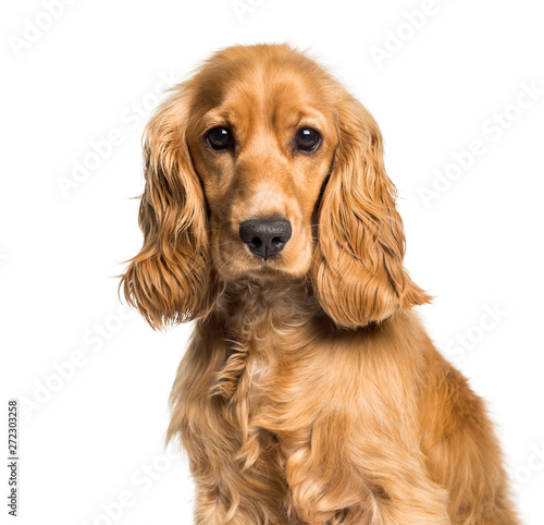 Cocker spaniel looking at camera against white background