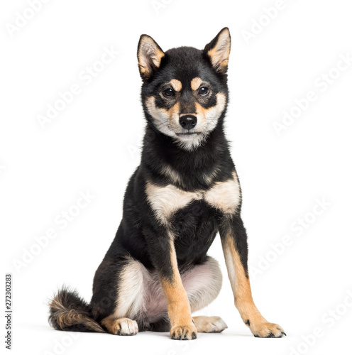 Young Shiba Inu sitting against white background