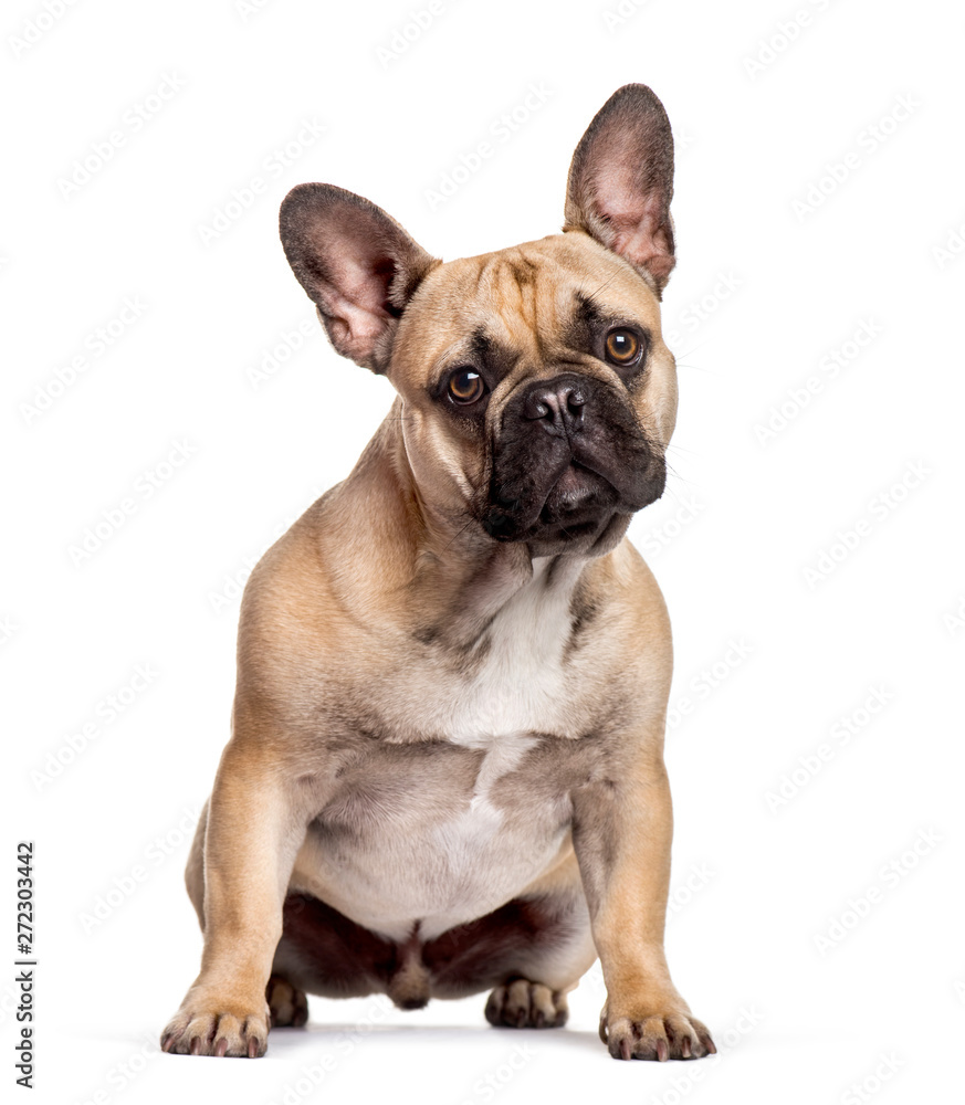 French Bulldog sitting against white background