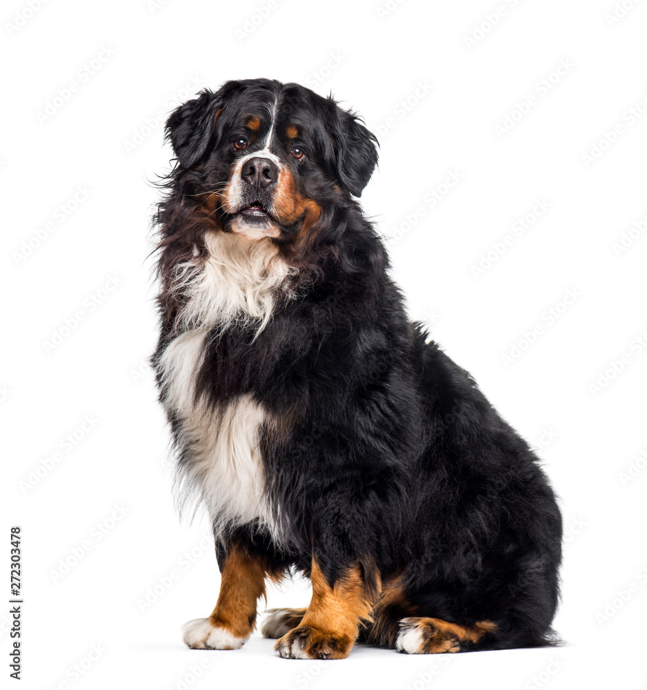 Bernese Mountain Dog sitting against white background