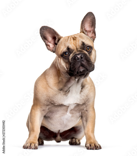 French Bulldog sitting against white background © Eric Isselée