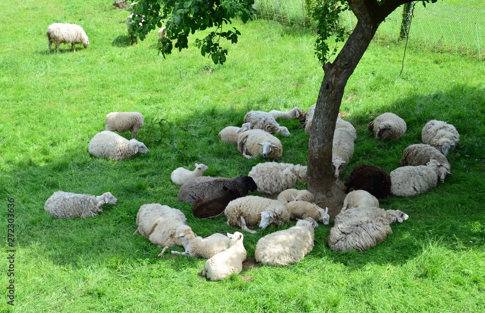 Obraz premium Schafe auf der Wiese