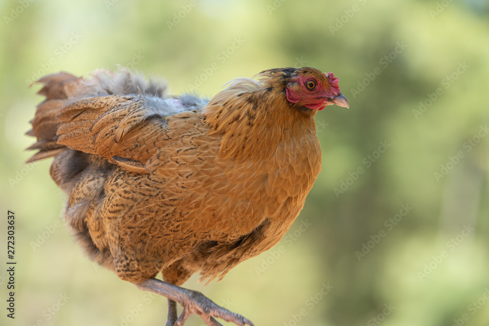 Hen is on the move and headed to her nest