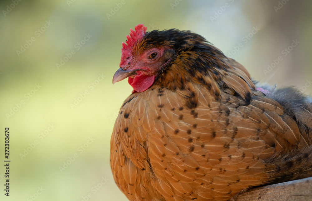 mature hen poses for a side profile head shot