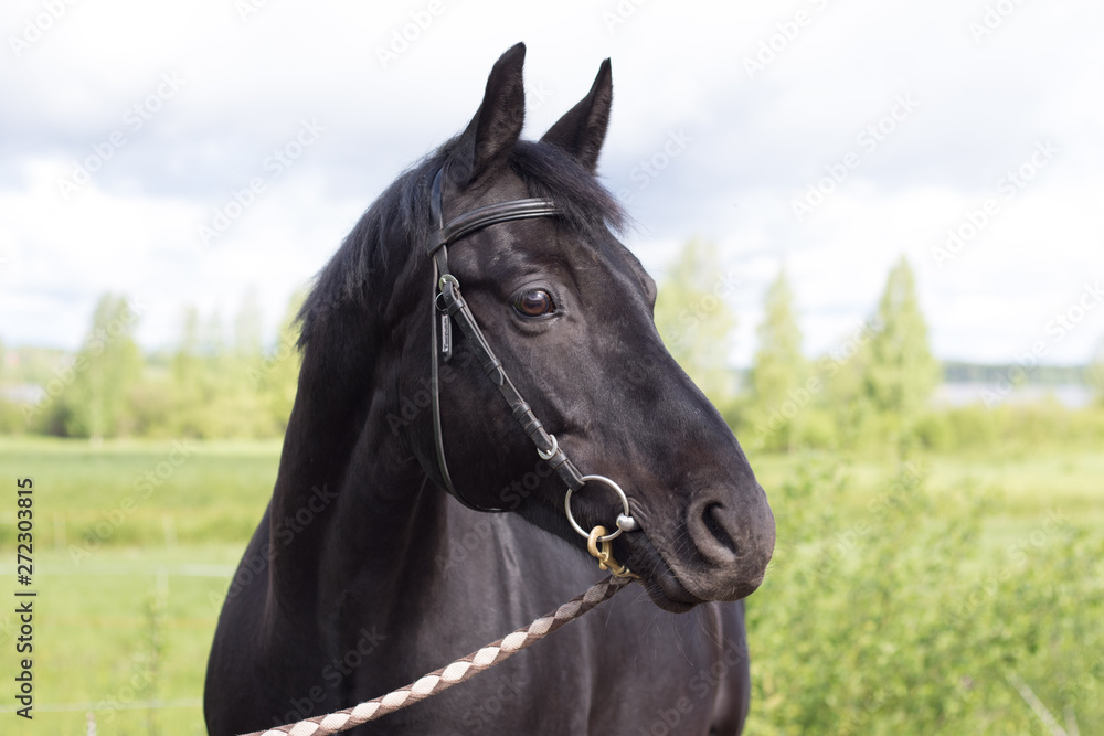 Portrait of a horse Portrait of a horse