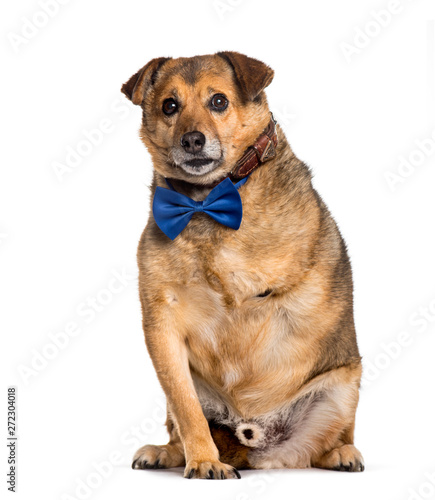 Fotografie Old Sick amputated dogIsolated on white
