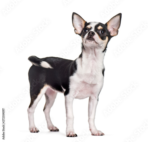 Chihuahua standing against white background