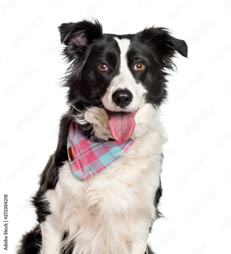 Panting Border collie looking at camera against white background
