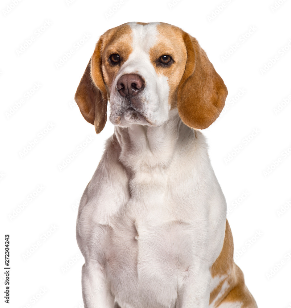 Beagle dog looking at camera against white background