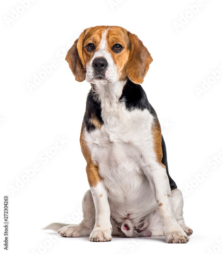 Beagle dog sitting against white background