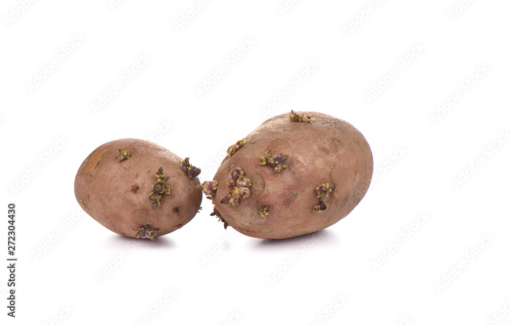 Two sprouted potatoes isolated on white background Two sprouted potatoes isolated on white background