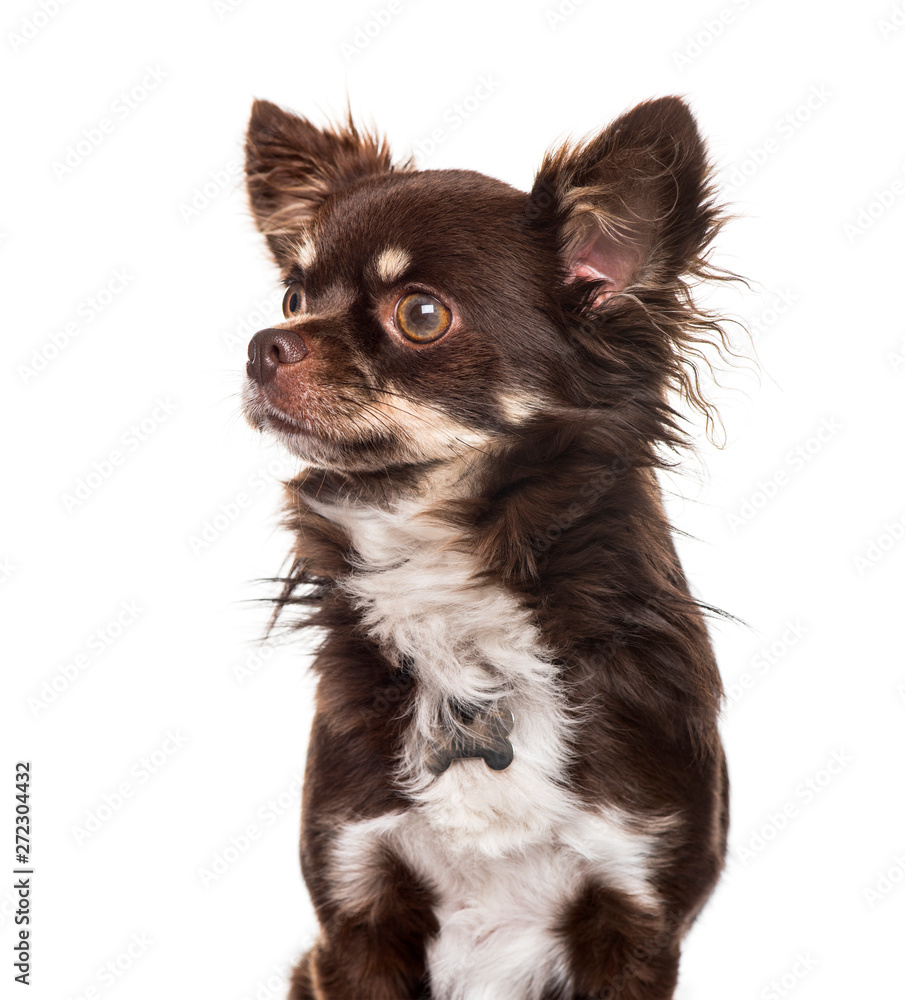 Chihuahua against white background