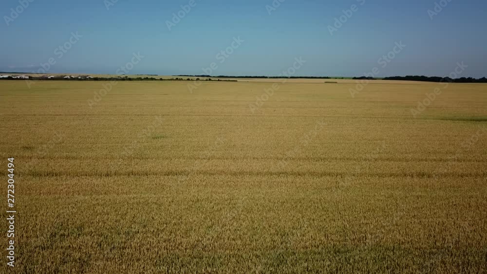 Wheat field and sunny day, beautiful nature landscape. Rural scenery under shining sunlight.