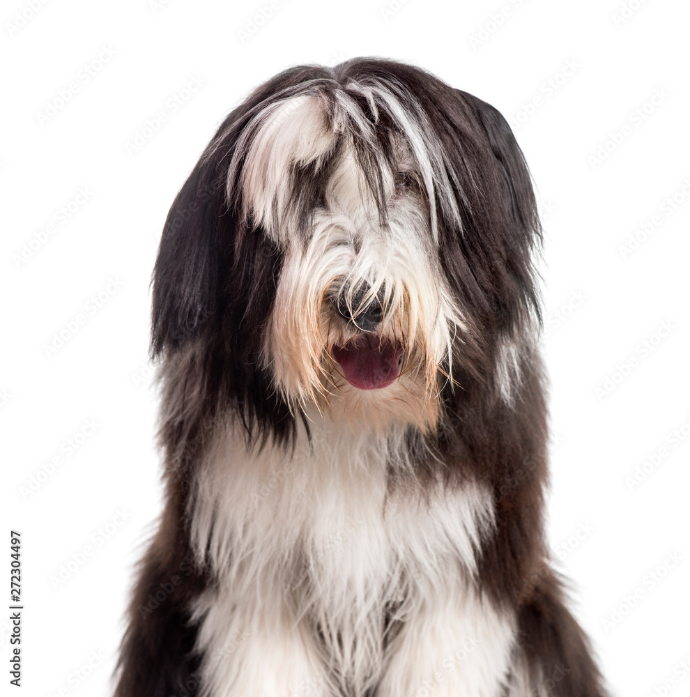 Bearded Collie looking at camera against white background