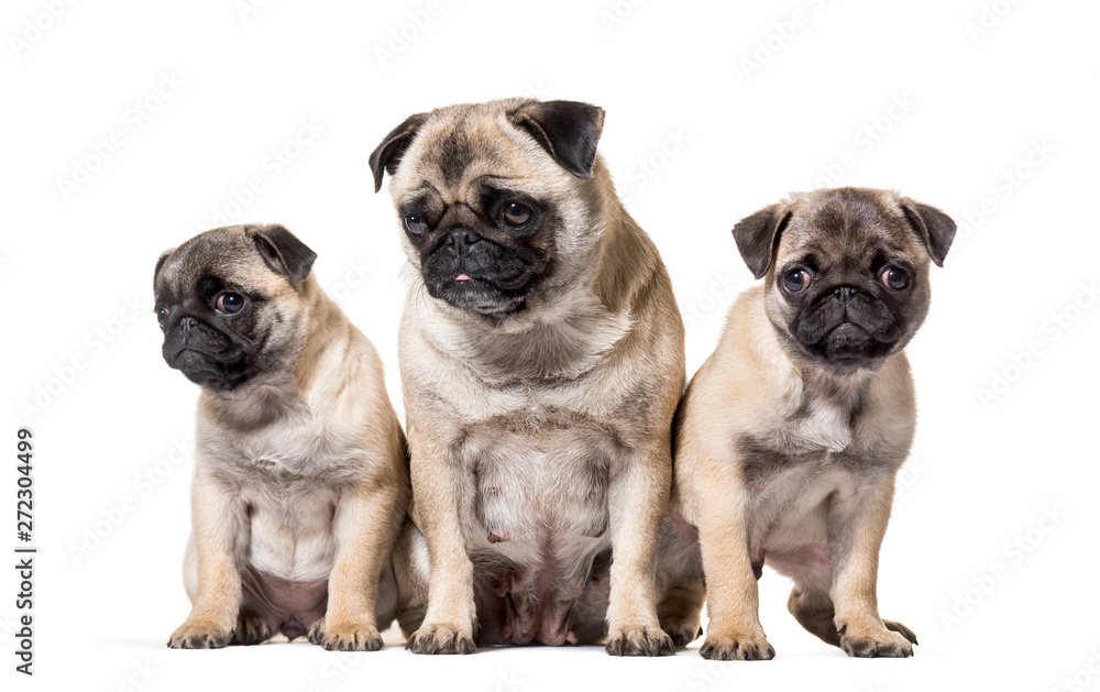 Fototapeta mother Pug and her puppies sitting against white background