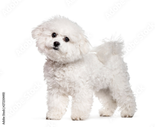 Canvas-taulu Bichon Frise standing against white background