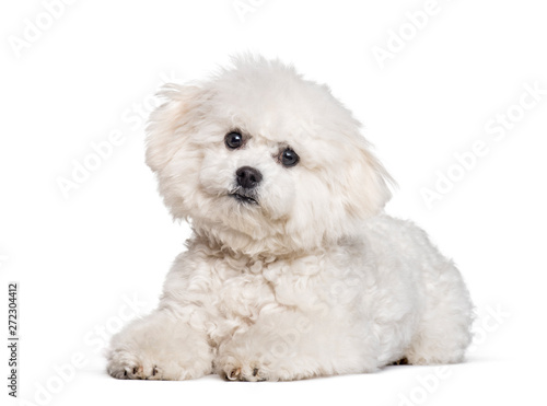 Bichon Frise looking at camera against white background