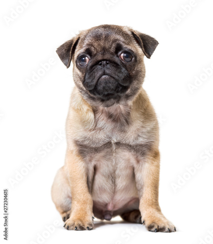 Pug Puppy sitting against white background