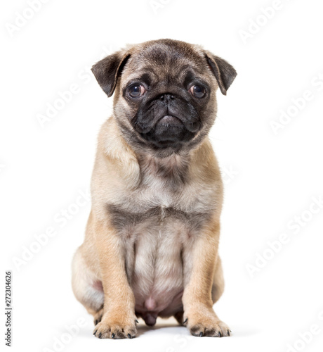 Pug Puppy sitting against white background