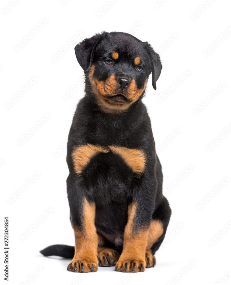 Rottweiler puppy, 10 weeks, sitting against white background