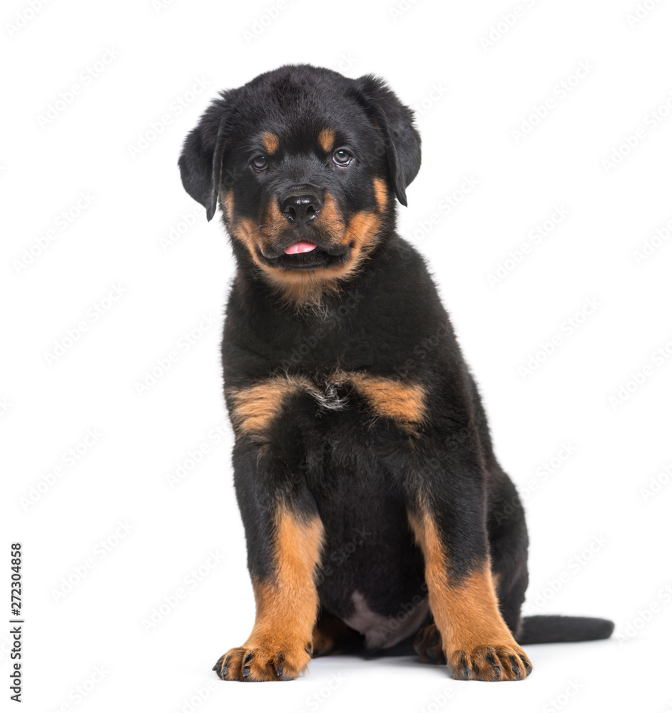 Rottweiler puppy, 10 weeks, sitting against white background