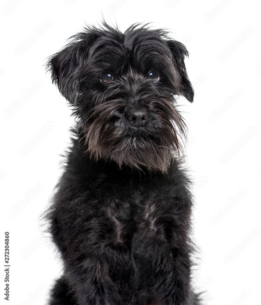 Schnauzer looking at camera against white background Schnauzer looking at camera against white background