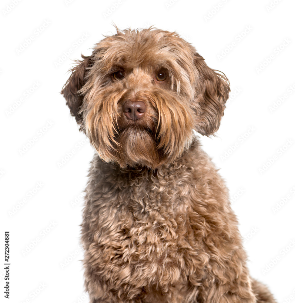 Labradoodle , 2 years, looking at camera against white backgroun