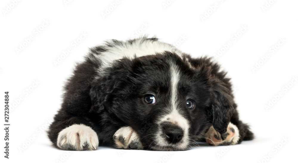 Border Collie looking at camera against white background Border Collie looking at camera against white background
