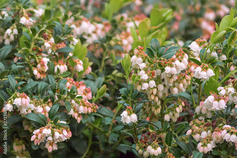 Lingonberries during flowering in May (lingonberries, mountain cranberries or lingonberries). Medicinal plant. The background is blurred. Lingonberries during flowering in May (lingonberries, mountain cranberries or lingonberries). Medicinal plant. The background is blurred.
