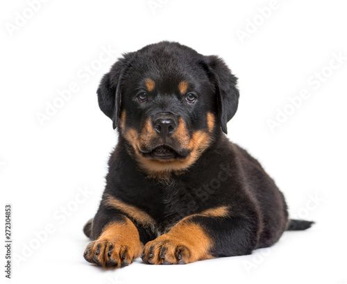 Rottweiler puppy  10 weeks  looking at camera against white back