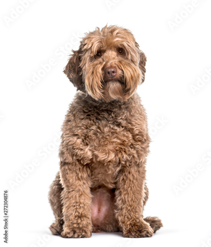 Labradoodle , 2 years, sitting against white background