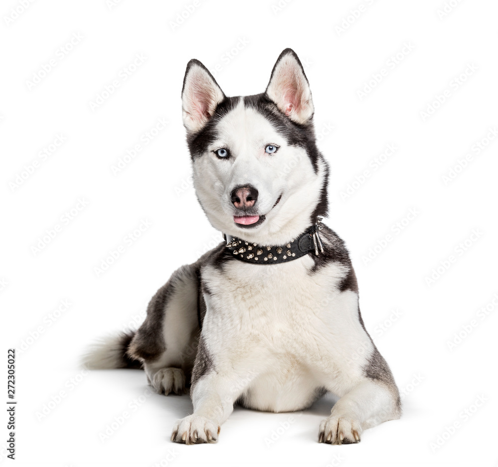 Siberian Husky looking at camera against white background