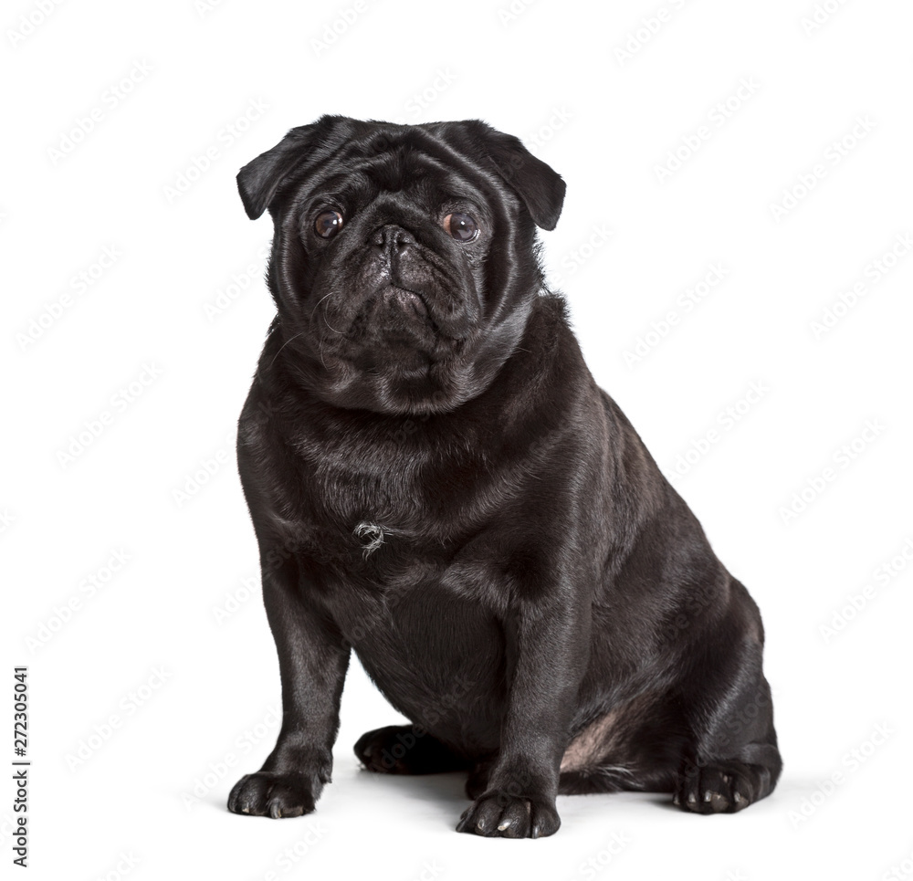 Carlin sitting against white background, pug