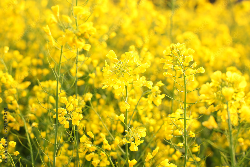 Scenic rural landscape with yellow rape, rapeseed or canola field. Rapeseed field, Blooming canola flowers close up. Rape on the field in summer. Bright Yellow rapeseed oil. Flowering rapeseed