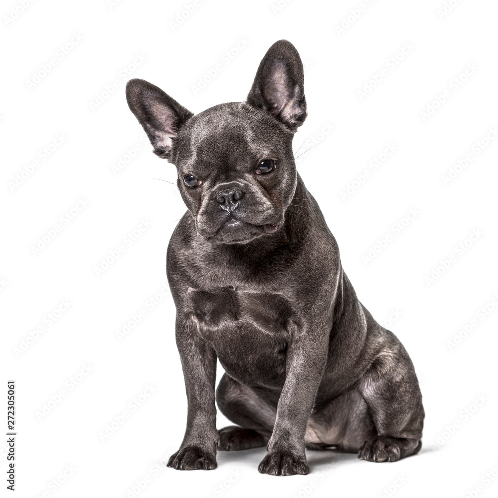 French Bulldog , 6 months, sitting against white background