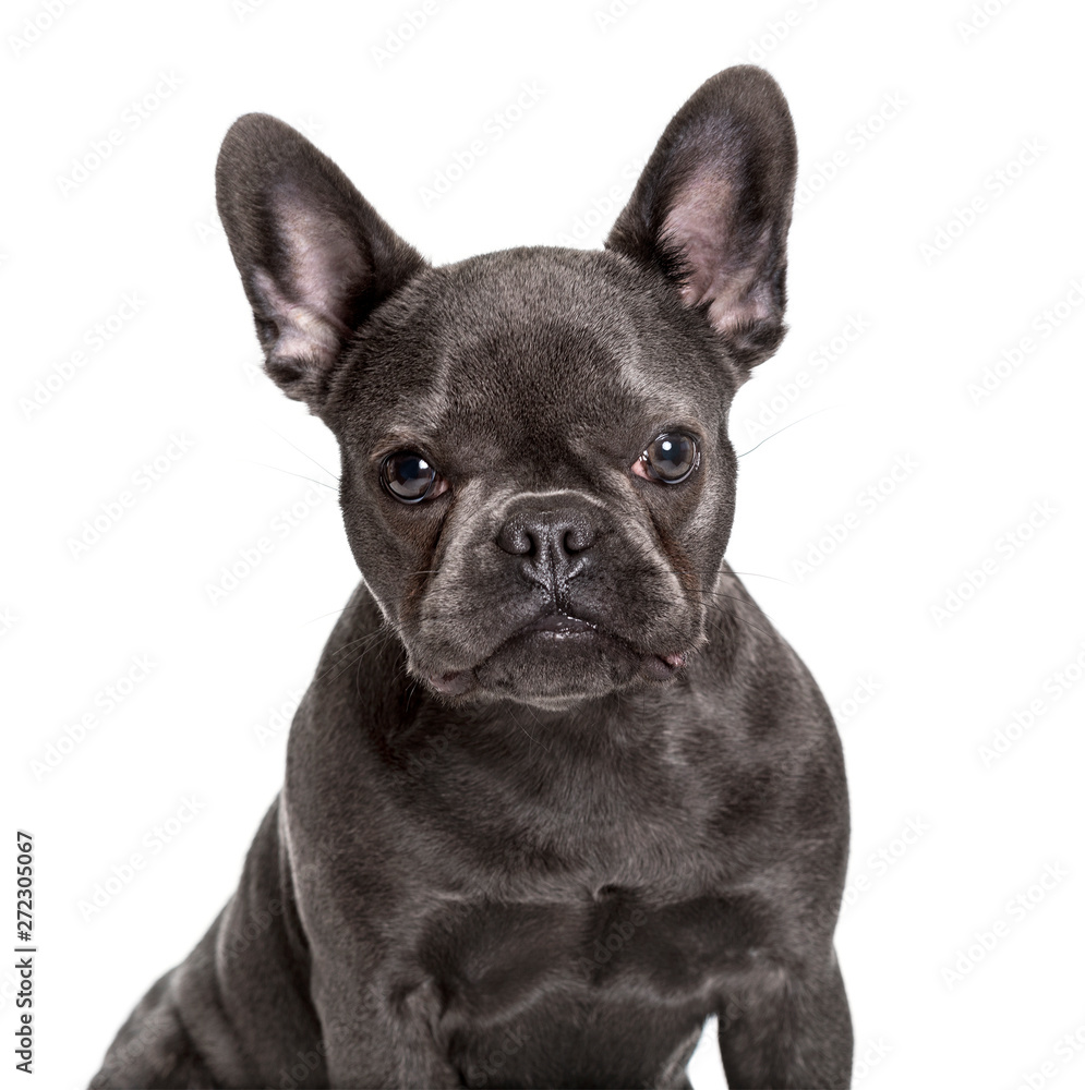 French Bulldog , 6 months, looking at camera against white backg