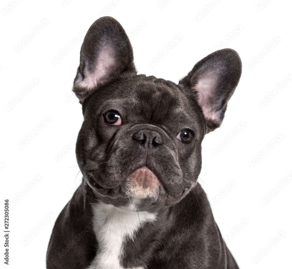 French Bulldog , 7months, looking at camera against white backgr