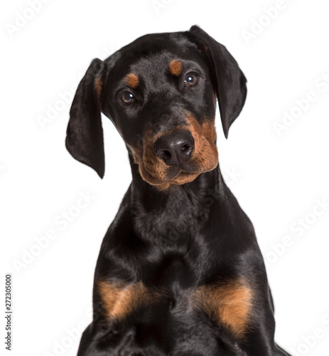 Doberman  2 1 2 months  looking at camera against white backgrou