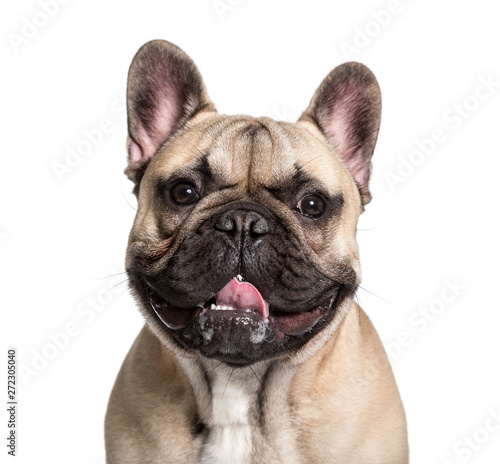 French Bulldog , 7 months, looking at camera against white backg © Eric Isselée
