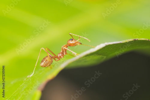 Close-up a red ant resting on green leaf with nature blurred background.