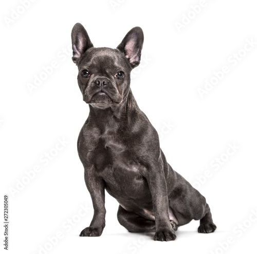 French Bulldog , 6 months, sitting against white background